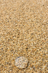 A small transparent jelly fish washed