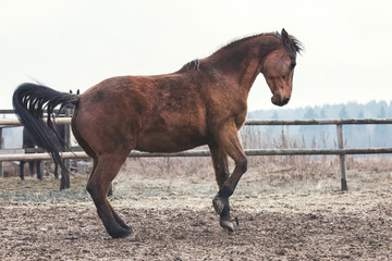 Trakehner bay horse has fun at liberty