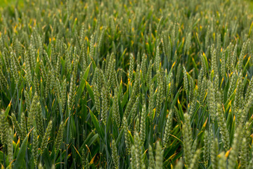 Field of Fresh Green Corn