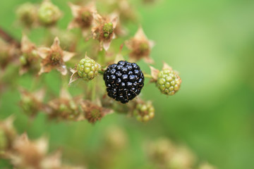 Blackberry berry on a bush a summer day