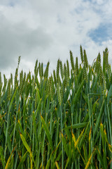Field of Fresh Green Corn