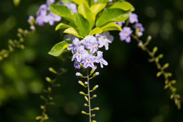 Obraz premium Small white mix violet flower or Duranta repens Flower
