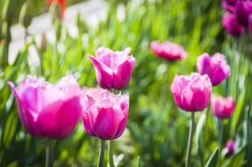 Baselland, Basel, Tulpen, Tulpenfeld, pinke Tulpe, Pink, Blumenfeld, Tulpenstrauss, Frühling, Frühlingsblume, Schweiz