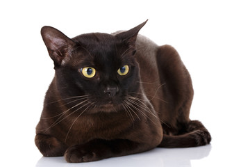 burmese cat portrait