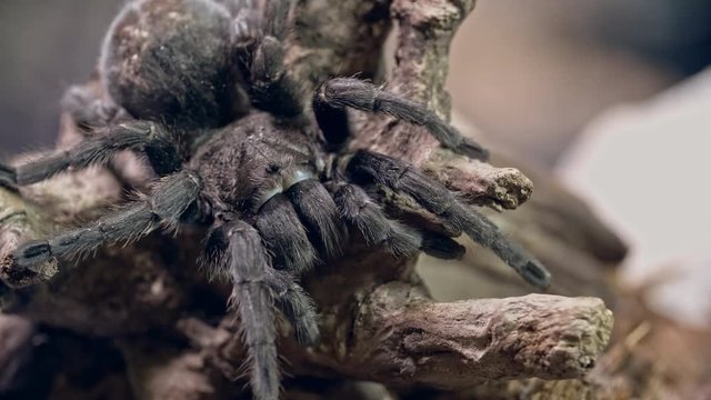 Macro of large adult tarantula spider resting on cork bark