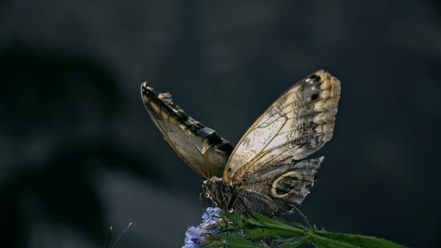 Macro of Giant Owl (Caligo memnon) butterfly opening and closing its besutiful wings slowly while sitting on flower