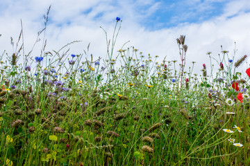 Fototapeta premium Beautiful flowering Spring Meadow