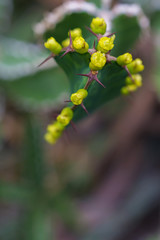 macro detail of a desert cactus with little yellow flowers