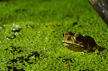 toad floating in water for relaxing on night