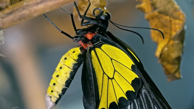 Macro of Golden birdwing (Troides rhadamantus) butterfly sitting on plant upside down, its beautiful black and yellow wings closed