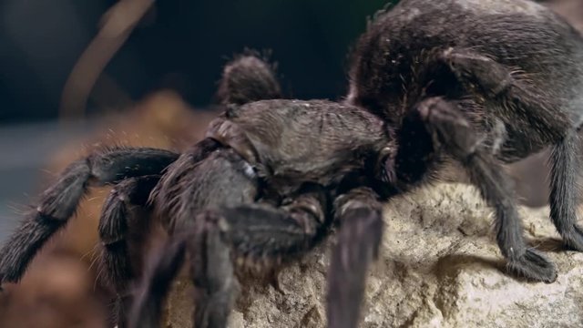 Tracking shot macro of black bird-eating tarantula spider crawling on rock