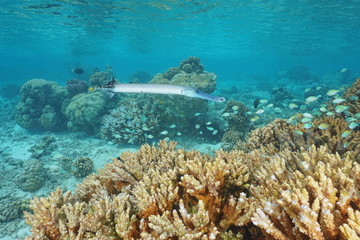 Tropical fish chinese trumpetfish, Aulostomus chinensis, underwater on a shallow coral reef, Pacific ocean, French Polynesia, Rangiroa
