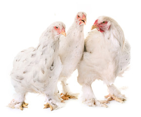 brahma chicken in studio