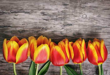 Beautiful tulips on wooden board