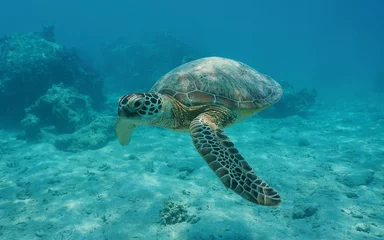 Stickers pour porte Tortue Une tortue verte sous l& 39 eau, Chelonia mydas, lagon de Bora Bora, océan Pacifique, Polynésie française