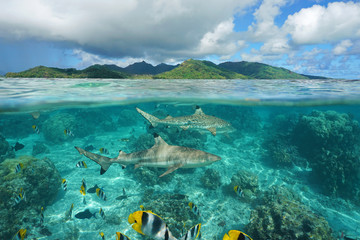 Naklejka premium Nad powierzchnią morza rekiny z tropikalnymi rybami pod wodą i wyspą Huahine, Pacyfik, Polinezja Francuska