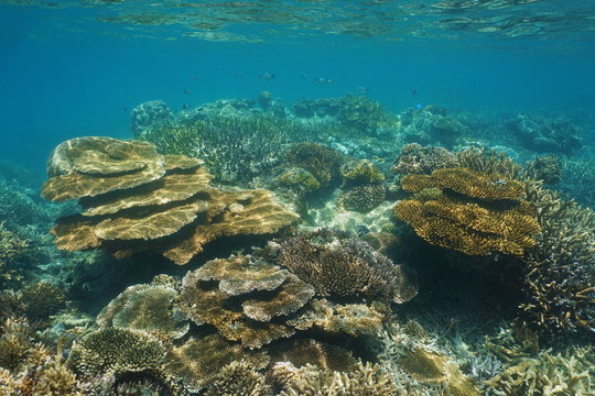 Coral reef of New Caledonia underwater in the lagoon of Grande-Terre island, south Pacific ocean, Oceania
