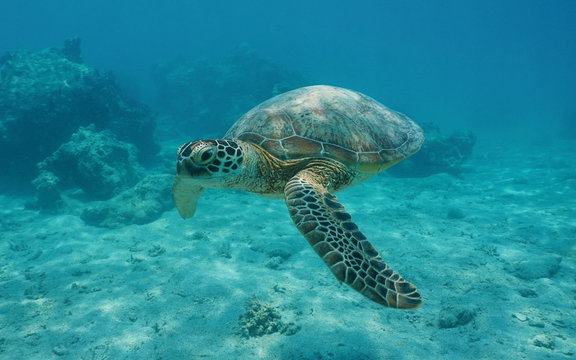 A green sea turtle underwater, Chelonia mydas, lagoon of Bora Bora, Pacific ocean, French Polynesia
