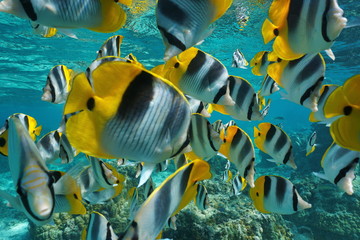Tropical fish shoal of colorful Pacific double-saddle butterflyfish, Chaetodon ulietensis,...