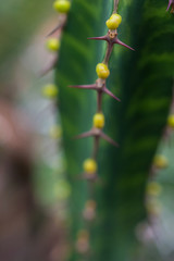 macro detail of a desert cactus with little yellow flowers