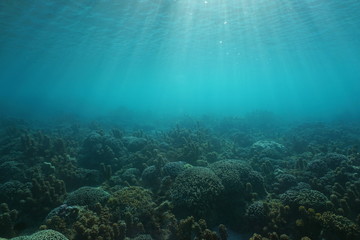 Underwater seascape corals and algae on the ocean floor with sunlight through water surface,...