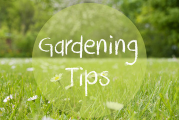 Gras Meadow, Daisy Flowers, Text Gardening Tips
