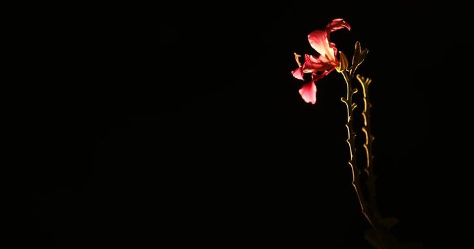 Micro shot of the Flowers