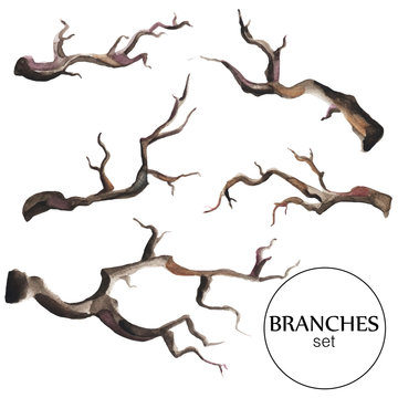 Hand drawn watercolor branches set.