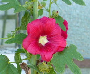 Hibiskus © Erika