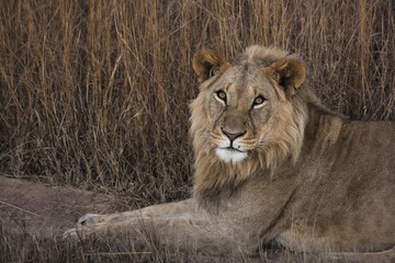 Lion pride 