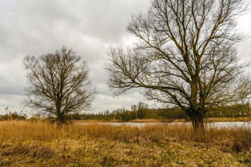 Tree silhouettes against a cloudy sky