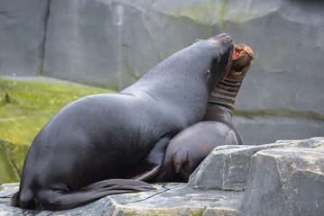 California sea lion, Zalophus californianus, love