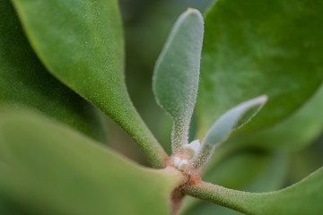 macro detail of a tropical plant with green leafs between light and shadow