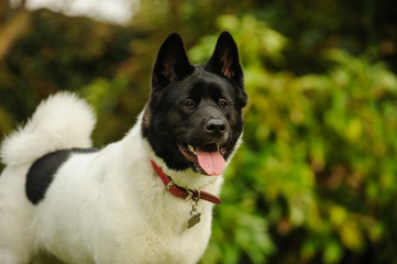 Akita dog standing against greenery