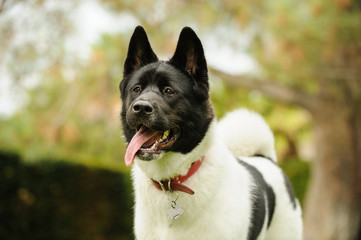 Akita dog portrait outdoors