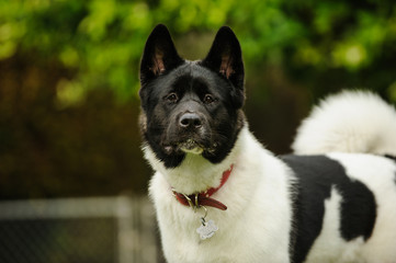Akita dog in yard with gate