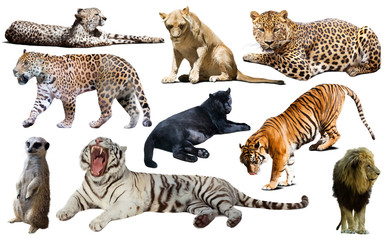 Obraz premium Zestaw dzikich ssaków na białym tle nad białym