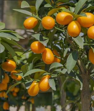 Quinoto.
Fruta c&iacute;trica oriental introducida en la alimentaci&oacute;n occidental.
