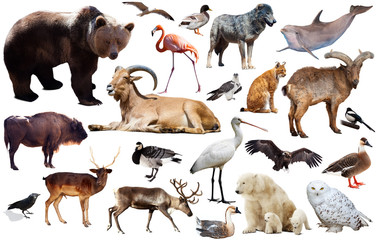 Obraz premium european animals isolated