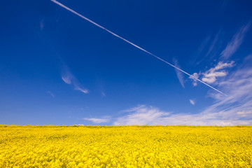 菜の花と青空と飛行機雲