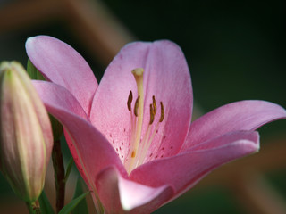 Fototapeta premium pink lily flower in garden