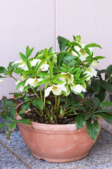 クリスマスローズの花