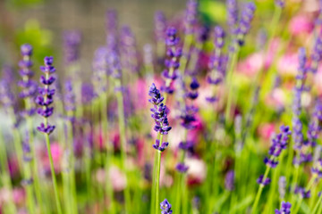 Garden with the flourishing lavender