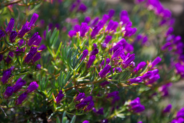 Fototapeta premium Ice-plant (Lampranthus multiradiatus) plant