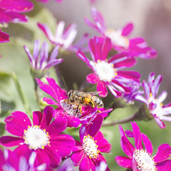 Bee on a flower