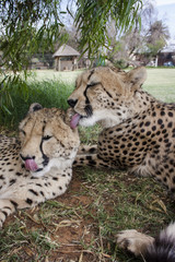 Cheetah in africa