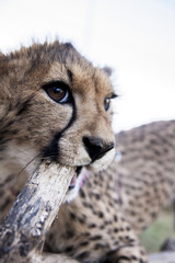 Cheetah in africa