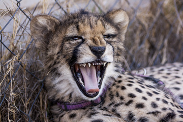 Cheetah in africa