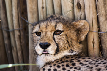 Cheetah in africa