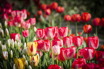 Basel, Tulpe, Tulpenfeld, Blumenfeld, Blumenstrauss, Frühlingsstrauss, Frühlingsblume, Zwiebelblume, pinke Tulpe, Schweiz